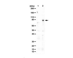 GAS2L1, Rabbit anti-Human, Polyclonal, Millipore Sigma 25&mu;g; Unconjugated:Antibodies,